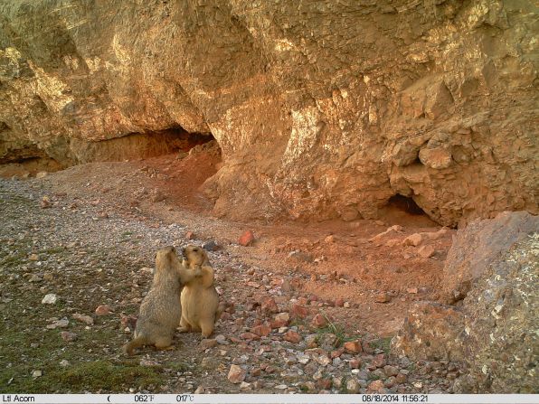 The images on the platform will be available to researchers, and the general public. A pair of marmots caught on camera in Akesai County, China.