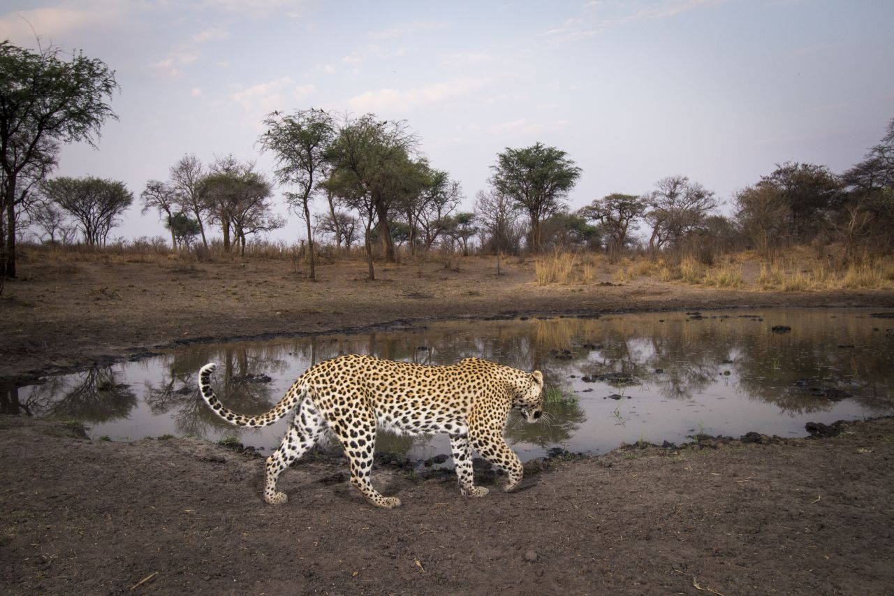 A leopard photographed in the Zambezi Region of Namibia. 