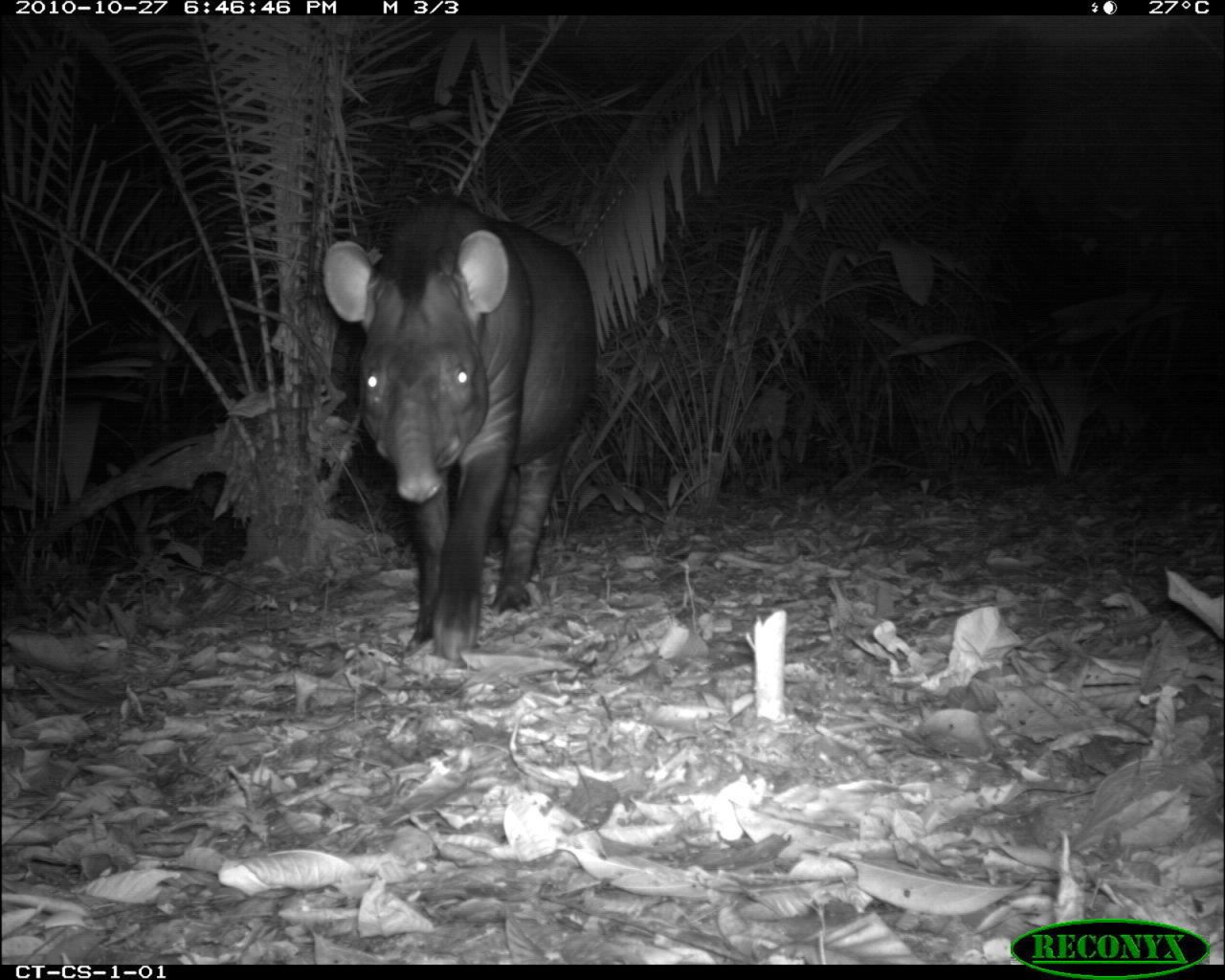 A Lowland Tapir at the Central Suriname Nature Reserve, Suriname. Wildlife Insights is currently in beta, and there are plans for more features to be added in future.