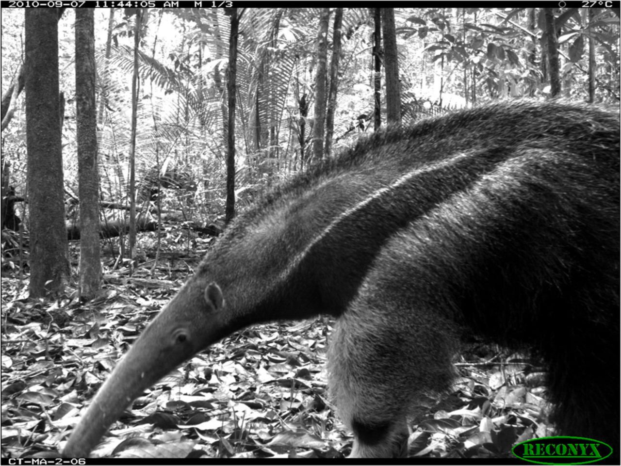 Camera traps are triggered by heat or movement. A giant anteater in Manaus, photographed in Brazil