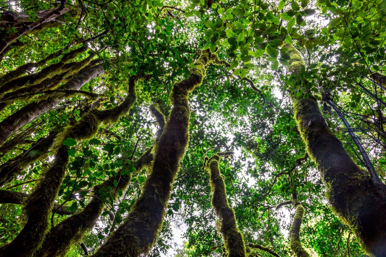 Spot these laurel trees covered in moss in Garajonay National Park, Gomera, Canary Islands, Spain.