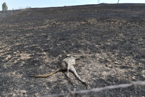 A dead kangaroo lies on a burnt farm in Batlow.
