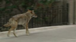 01 coyote attacks chicago SCREENGRAB