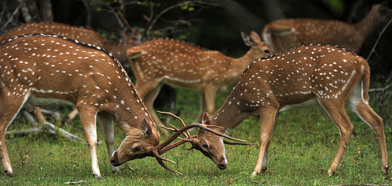 Sri Lankan spotted deer are important prey for leopards. 
