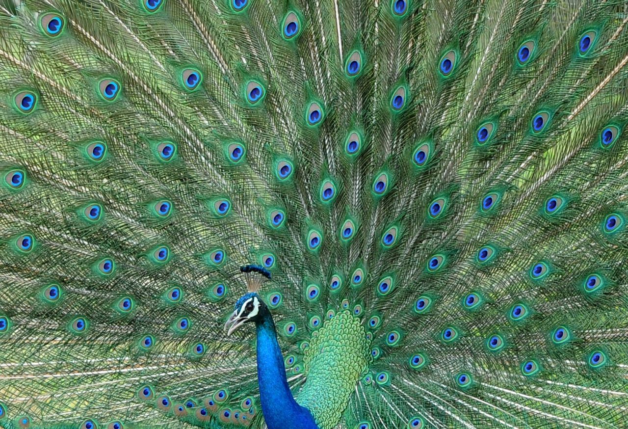 Sri Lanka is one of the world's 34 "biodiversity hotspots," and the country is heavily dependent on its biodiversity for tourism. Pictured, a male peacock puts on a show in the country's Yala National Park. 