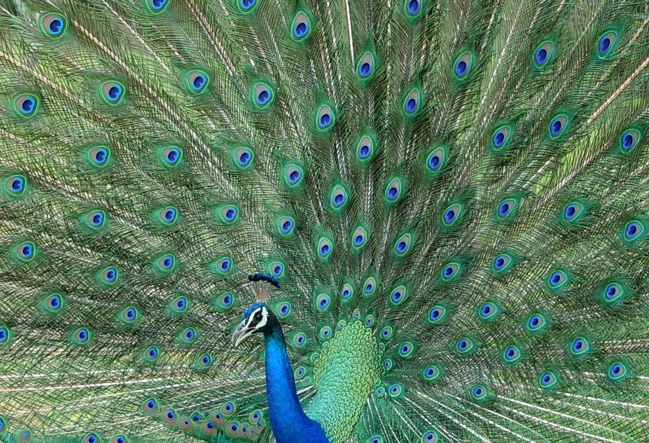 Sri Lanka is one of the world's 34 "biodiversity hotspots," and the country is heavily dependent on its biodiversity for tourism. Pictured, a male peacock puts on a show in the country's Yala National Park.