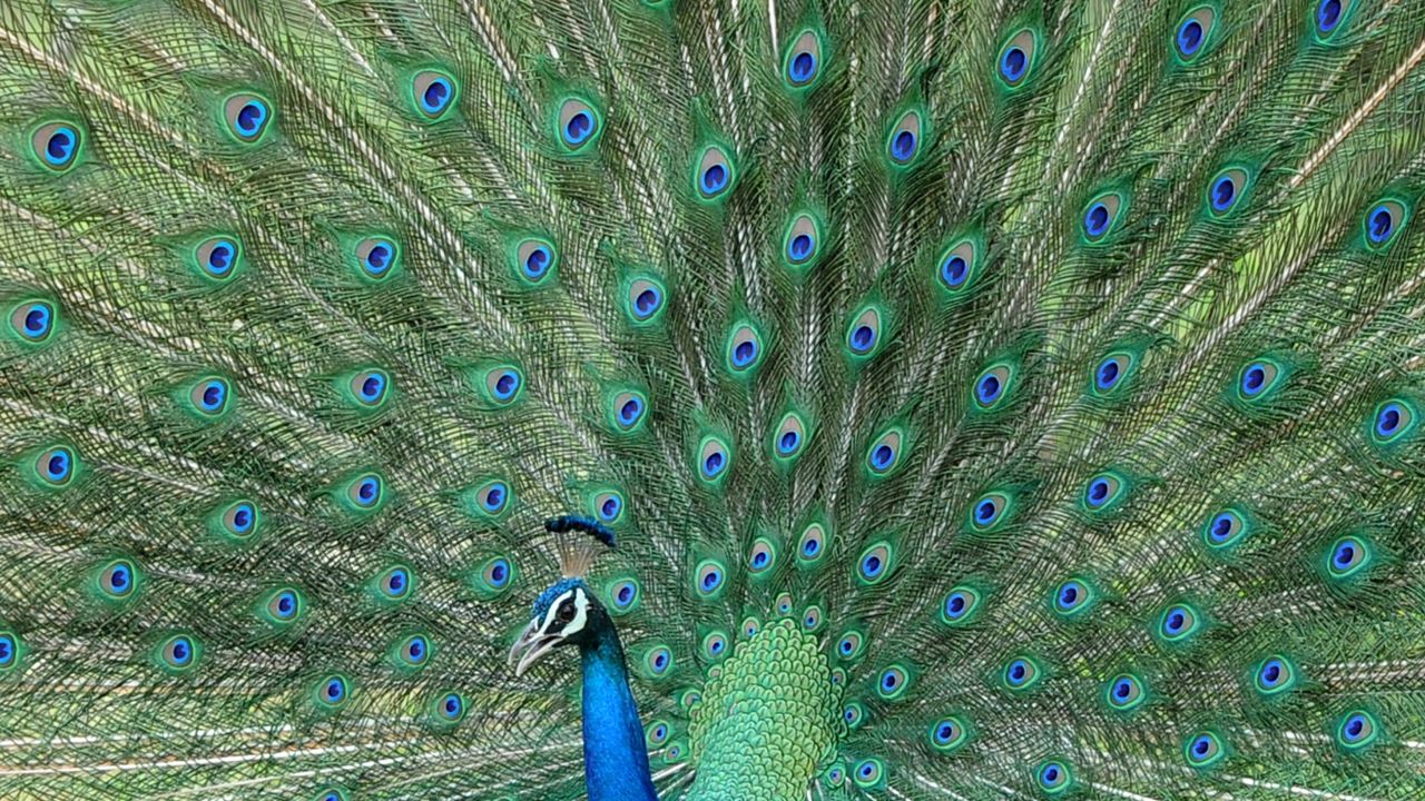 A male peacock displays its feathers at Sri Lanka's Yala National Park, in the southern district of Yala, some 250 kms southwest of Colombo, on January 15, 2014.Yala National Park is the most visited and second largest national park in Sri Lanka. AFP PHOTO/LAKRUWAN WANNIARACHCHI        (Photo credit should read LAKRUWAN WANNIARACHCHI/AFP via Getty Images)