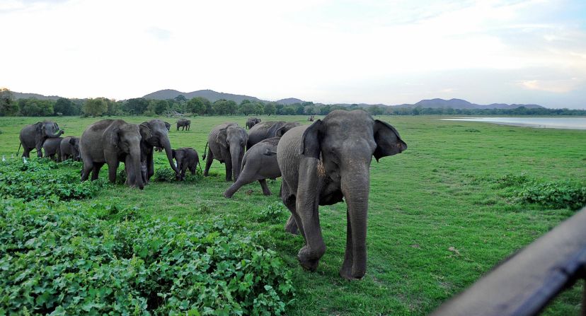 Elephants enjoying a stroll and a leafy snack.