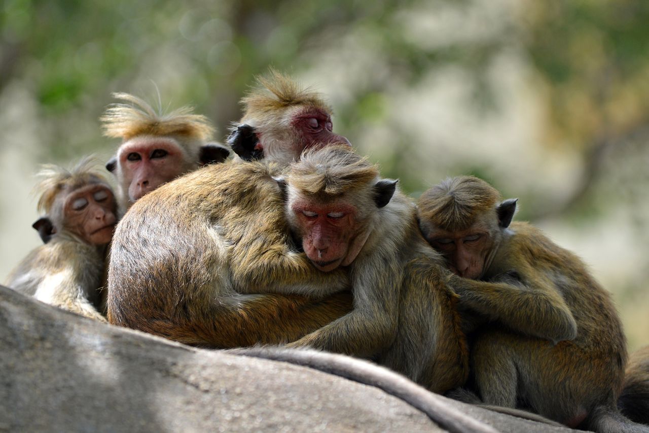 Sri Lankan temple monkeys taking a well deserved rest.