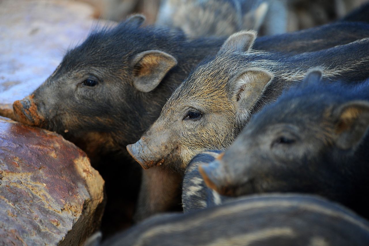 Wild boars in Yala National Park.