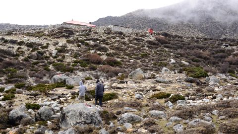 Researchers warn that "urgent research" is needed to understand the consequences of the increase in vegetation.
