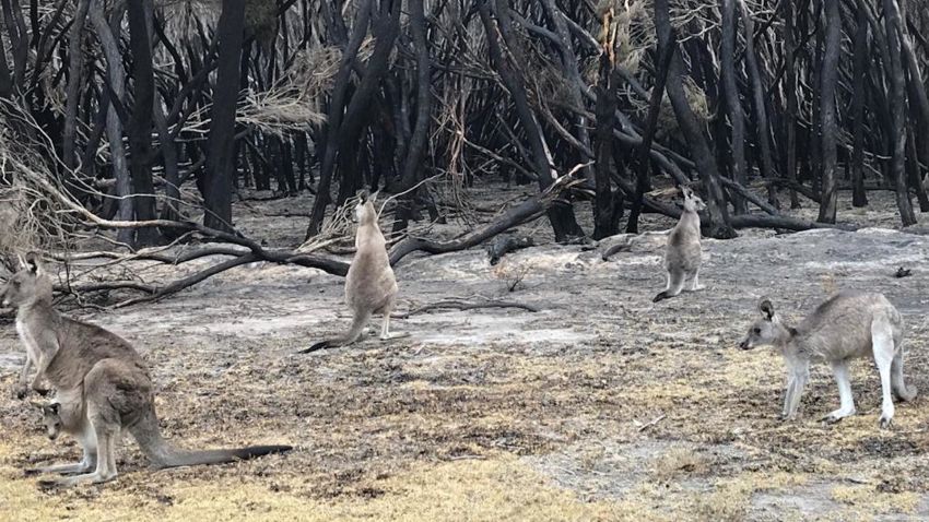 mallacoota kangaroos koalas australia 01