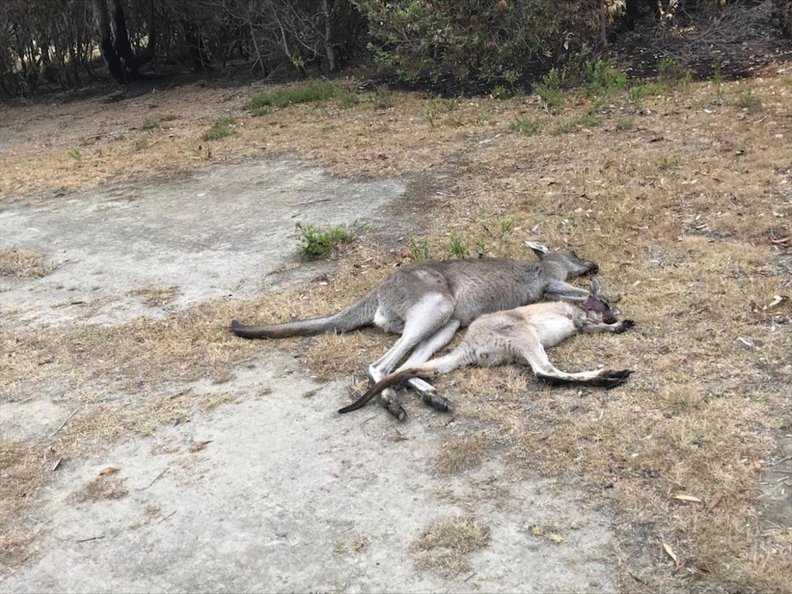 The Mallacoota golf course was a sanctuary for animals fleeing Australia's bushfires, but it has become a killing field. 