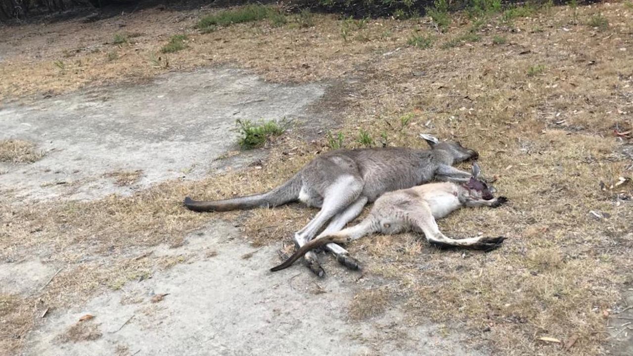 The Mallacoota golf course was a sanctuary for animals fleeing Australia's bushfires, but it has become a killing field. 
