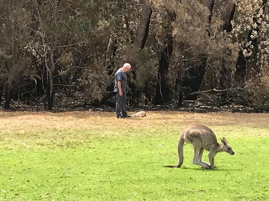 Vet Chris Barton stands over a kangaroo he has just euthanized on the Mallacoota golf course, in southeastern Australia. 