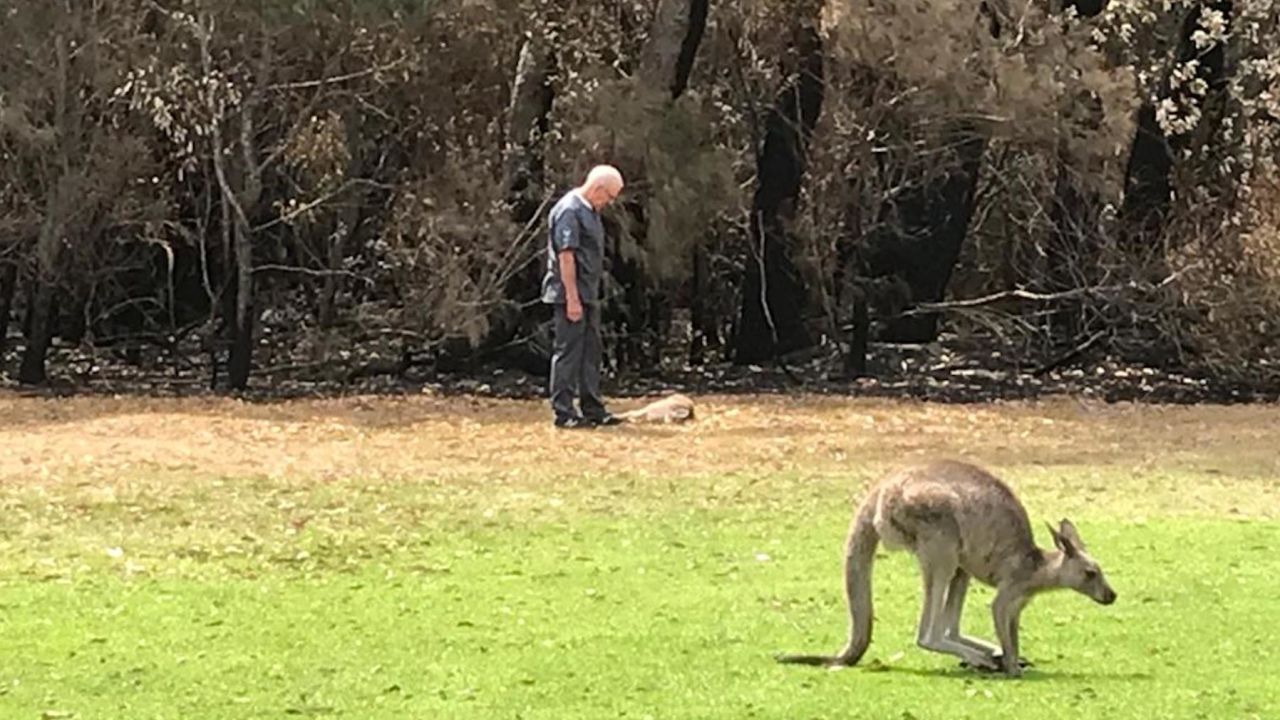 Vet Chris Barton stands over a kangaroo he has just euthanized on the Mallacoota golf course, in southeastern Australia. 