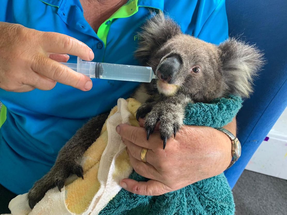 Cutie Pie, an orphan koala, is being cared for by Mallcoota resident Sue Johns. His mother died in the fires.