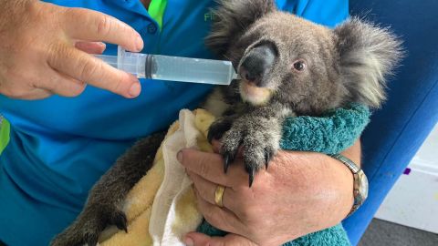 Cutie Pie, an orphan koala, is being cared for by Mallcoota resident Sue Johns. His mother died in the fires.