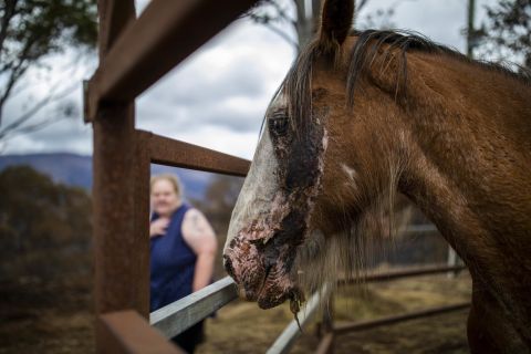 Lisa Poulsen tends to her Clydesdale horse, Jake, on January 9. Jake suffered burn injuries in a bushfire on December 31.