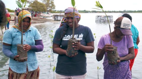 Jeewanthi Perera (center) and other volunteers plant mangrove saplings.