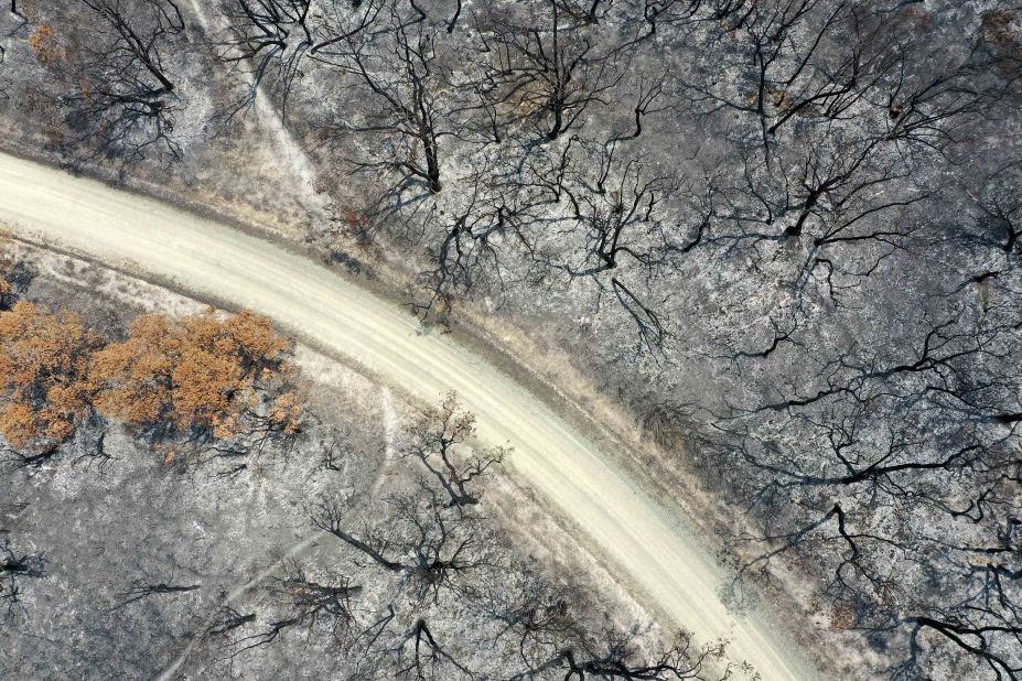 An aerial view shows a track running through trees that were scorched by bushfires in East Gippsland, Australia, on Thursday, January 9.