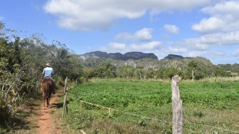 Visitors can tour tobacco farms in the province of Pinar del Rio.