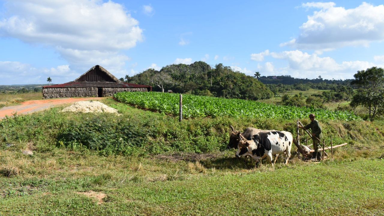 <strong>Back to oxen. </strong>Faced with US sanctions, Cuban farmers have switched from using diesel to oxen and plows to tend their crops.