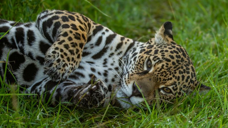 <strong>Iberá National Park:</strong> One of the newest national parks in the Americas and the world's second-largest wetland, Iberá is home to 4,000 species of flora and fauna, including this jaguar. 
