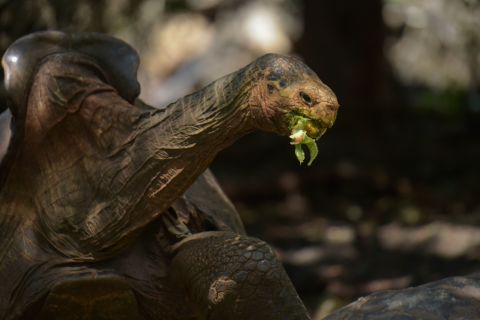 One tortoise, Diego, fathered an estimated 800 offspring.