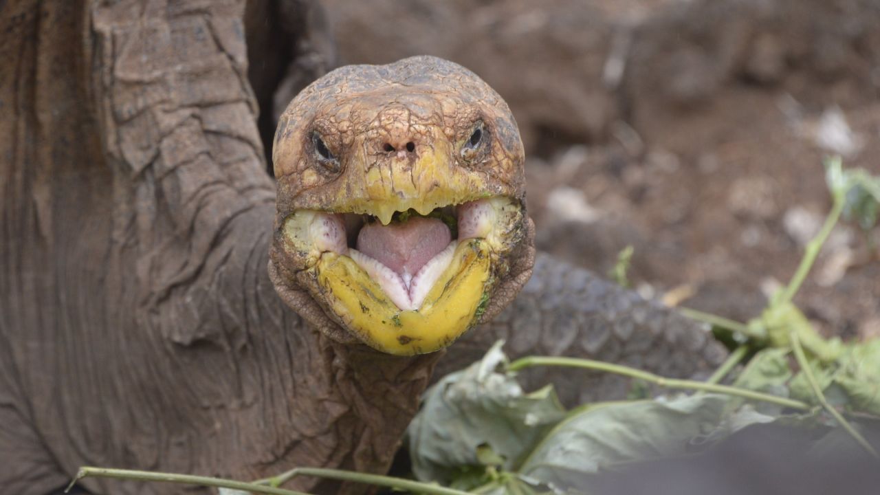 Diego, a tortoise of the endangered Chelonoidis hoodensis subspecies from Espa?ola Island, is seen in a breeding centre at the Galapagos National Park on Santa Cruz Island in the Galapagos archipelago, located some 1,000 km off Ecuador's coast, on September 10, 2016. / AFP / RODRIGO BUENDIA        (Photo credit should read RODRIGO BUENDIA/AFP via Getty Images)