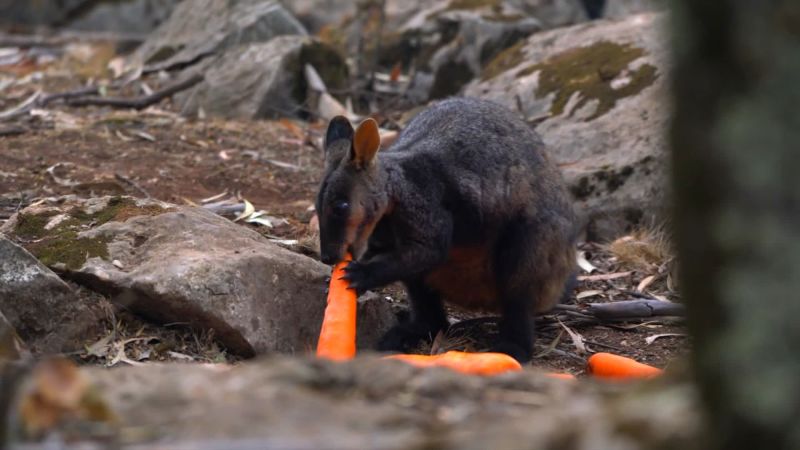 Australia is helping wallabies escaping bushfires by dropping veggies from the sky CNN