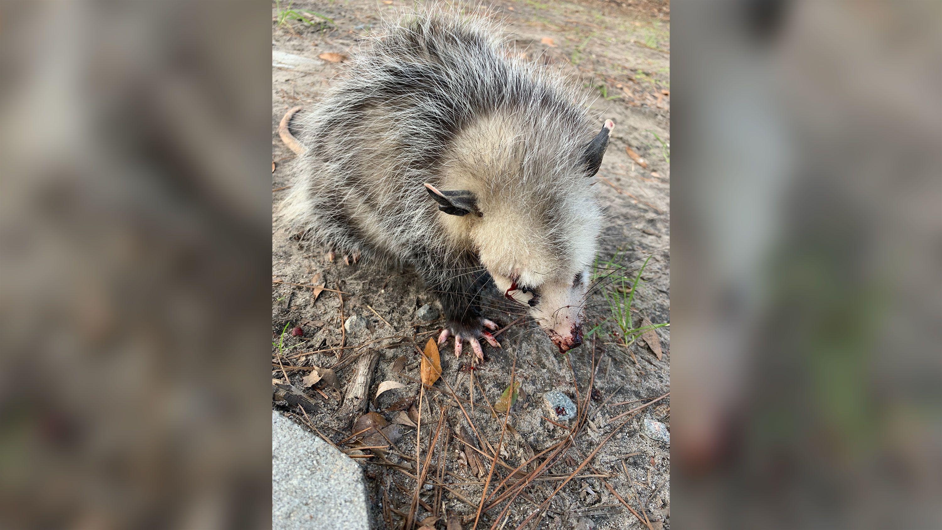 Baby opossum beaten until blinded on Hilton Head golf course. Attack blamed  on golfers | CNN