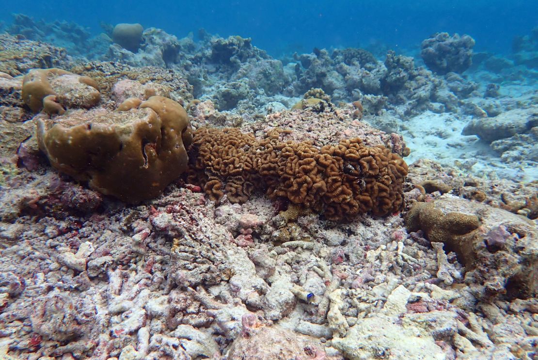 Some parts of the Maldives are believed to have lost up to 90% of corals because of changing conditions, including rising temperature.