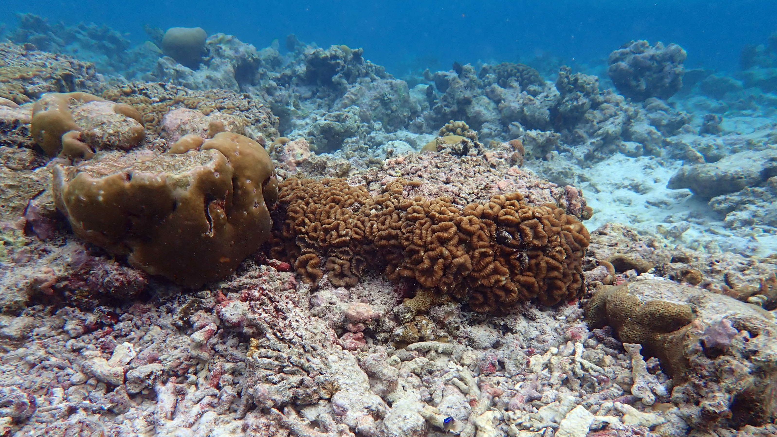 Some parts of the Maldives are believed to have lost up to 90% of corals because of changing conditions, including rising temperature.