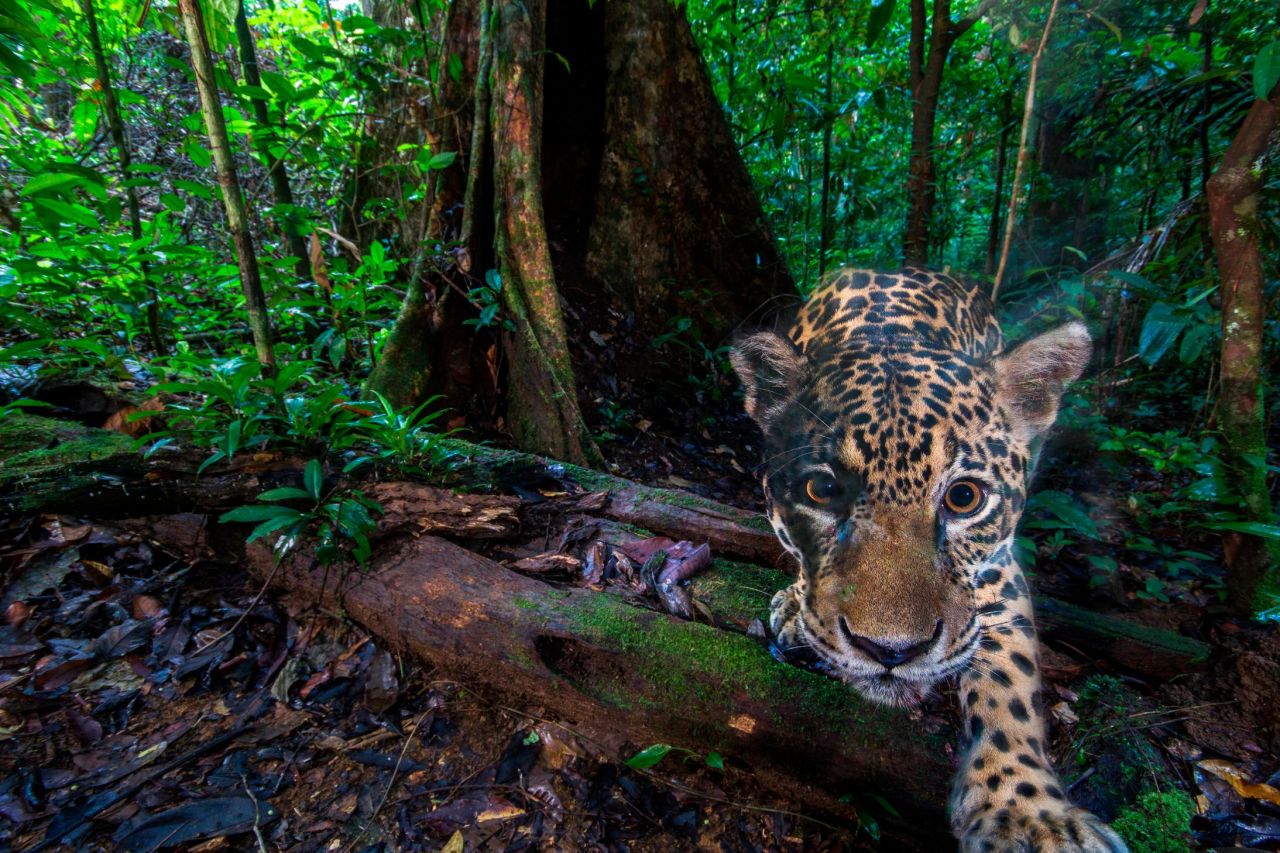 Wildlife Insights is a website compiling millions of camera-trap photographs. Pictured, a jaguar photographed deep inside the Nouragues Natural Reserve, French Guiana. <strong>Scroll through to see more wildlife caught on camera.</strong>
