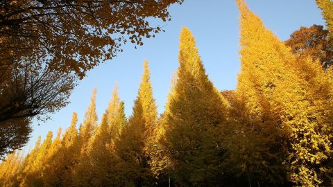 Ginkgo trees stand in the autumn sun in Tokyo, Japan, on December 6, 2006. 