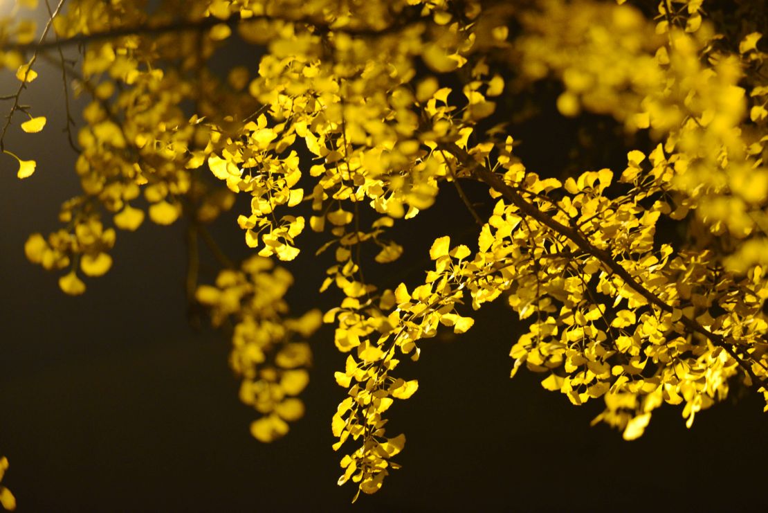 Ginkgo trees photographed in November 2018 in Nanjing, China. 