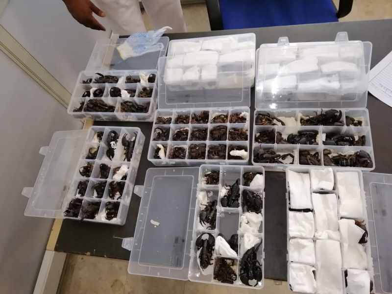 Australian Police Seize Alleged Smuggled Lizards Valued at $800,000