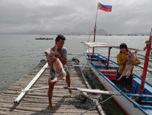 Men carry piglets that were rescued in Talisay on January 14.