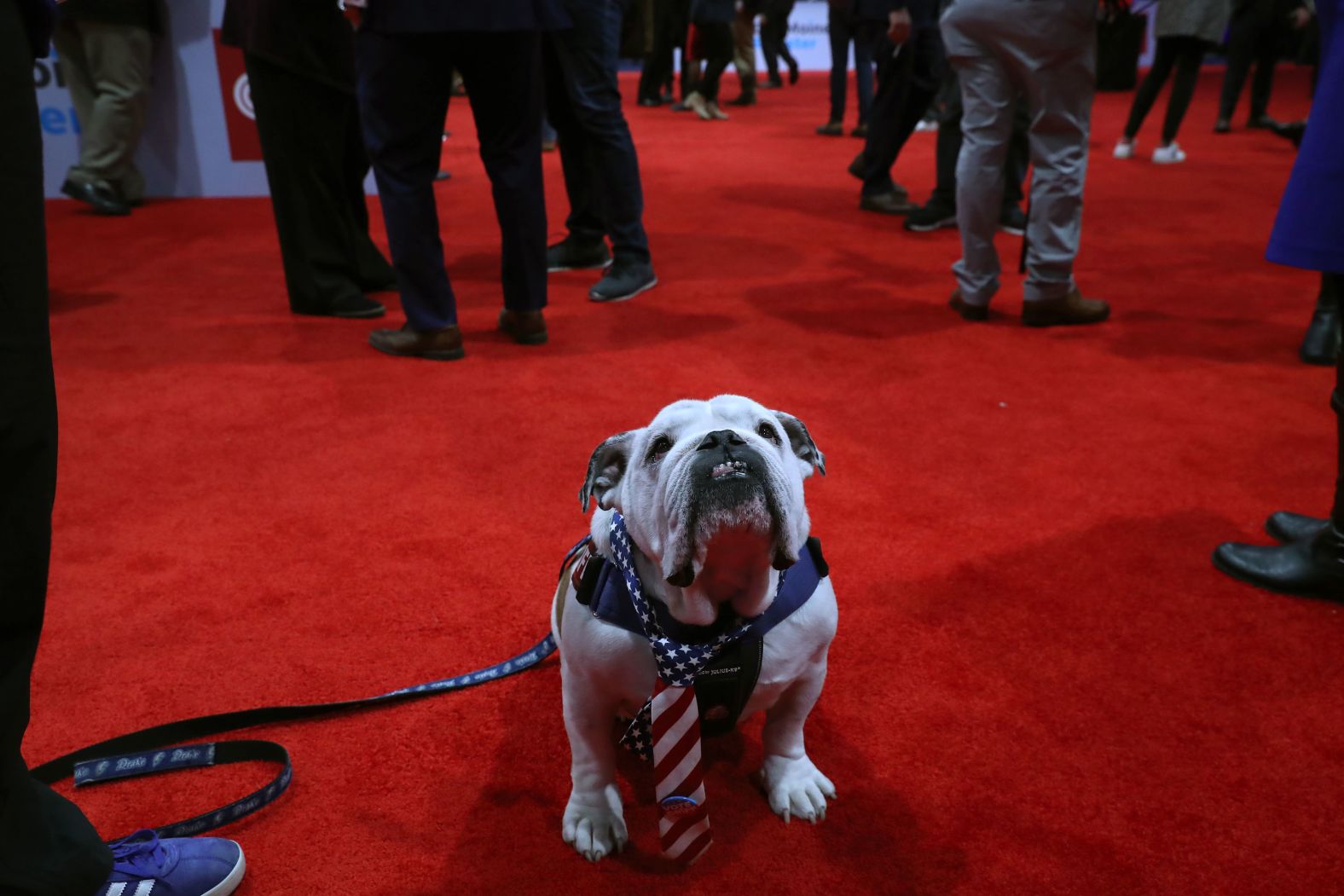Griff, Drake University's mascot, hangs out in the "spin room" after the debate.