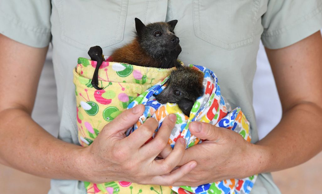 Veterinarian Ludo Valenza holds two grey-headed flying foxes, which were being treated for bushfire injuries at the Australia Zoo Wildlife Hospital in Beerwah, Australia, on Wednesday, January 15.