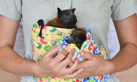 Veterinarian Ludo Valenza holds two grey-headed flying foxes, which were being treated for bushfire injuries at the Australia Zoo Wildlife Hospital in Beerwah, Australia, on Wednesday, January 15.