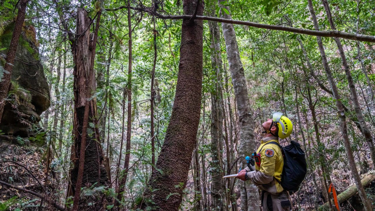Specialist firefighters were winched down to set up an irrigation system.