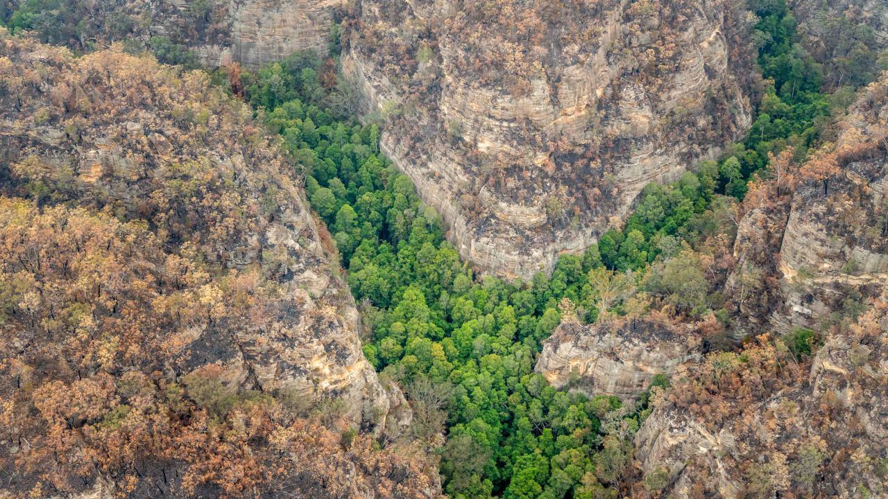 There are fewer than 200 Wollemi Pines left in the wild.