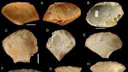 General morphology of retouched shell tools, Figs C-L are from the Pigorini Museum. CREDIT Villa et al., 2020