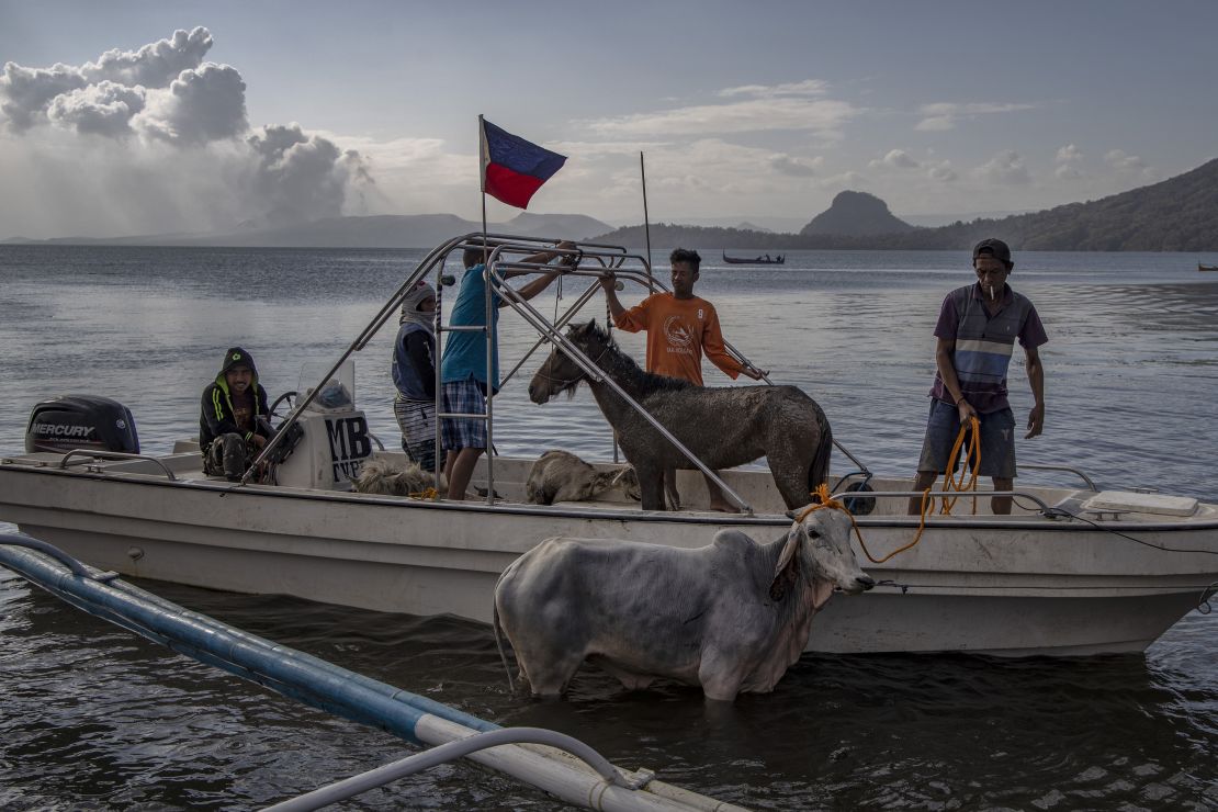 Animals are seen aboard a boat after being rescued from near Taal volcano's crater.