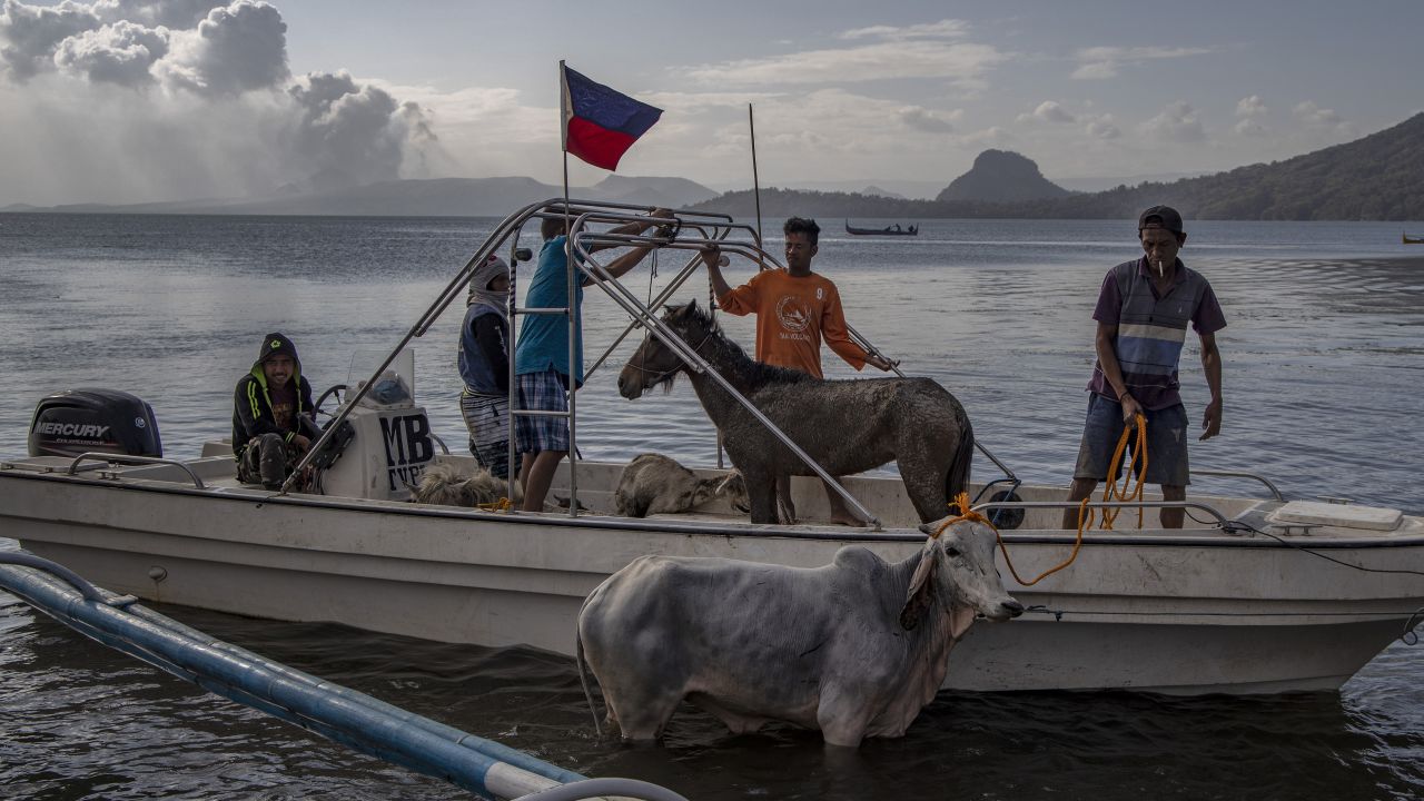 Animals are seen aboard a boat after being rescued on January 14.