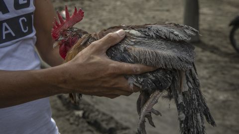 A resident carries a rooster covered in volcanic ash from Taal volcano's eruption in Laurel, Batangas province.