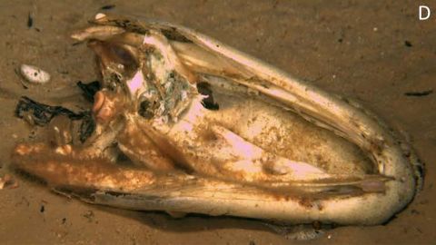 Scientists said the new worm species was the cause of the red hue seen on the alligator's lower jaw