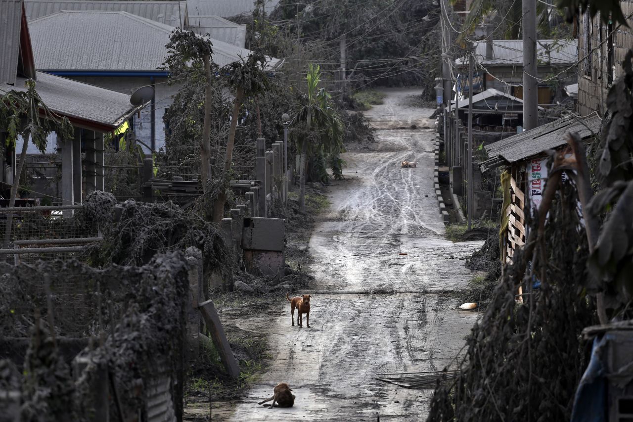 The Philippine province of Batangas is one of the areas affected by the eruption of the Taal volcano. Many animals had to be left behind as residents evacuated the danger zone.
